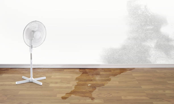 Carpet water damage restoration in Belle Rose, LA