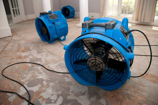 Best Water damage restoration mold remediation  in Belle Rose, LA
