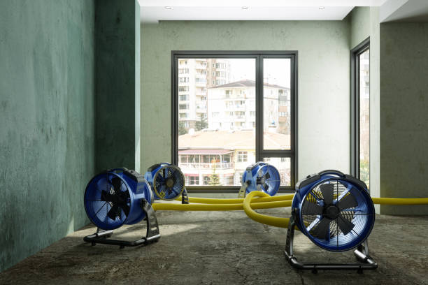 Best Carpet water damage restoration  in Belle Rose, LA
